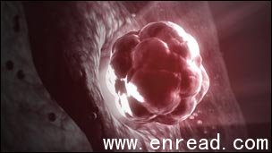the protein is a key factor in the ovulation process